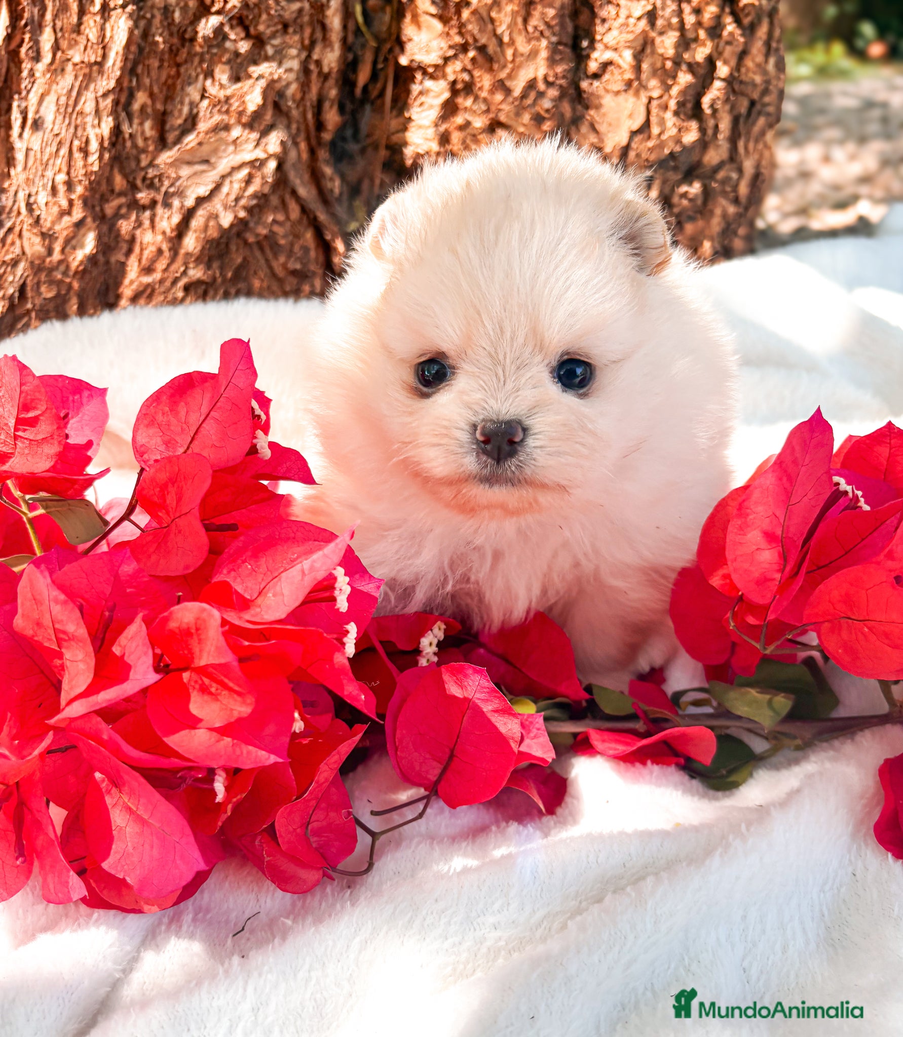 Pomerania perros en venta: Pomerania - Anuncio 2