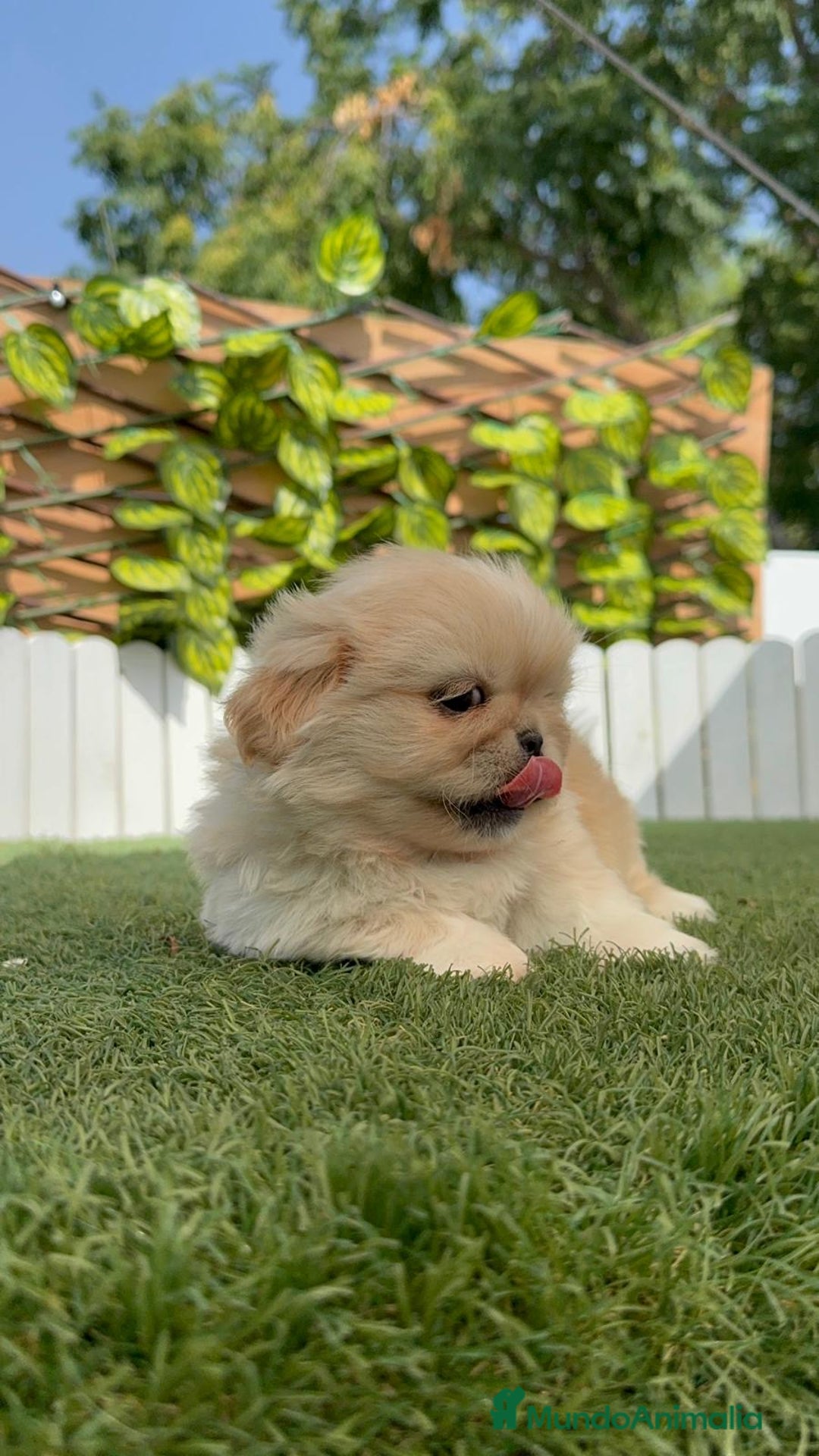 Pekinés perros en venta: PEKINES HEMBRA - Imagen 14