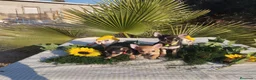 Chihuahua perros en venta: Chihuahuas mini toy - Anuncio 2