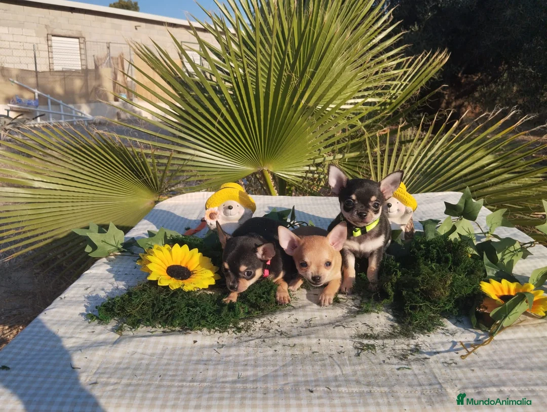 Chihuahua perros en venta: Chihuahuas mini toy - Anuncio 2