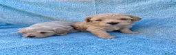 Maltipoo perros en venta: MALTIPOOS - Anuncio 3