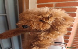 Caniche Toy perros en venta: Benny de PraoToro  - Imagen 2
