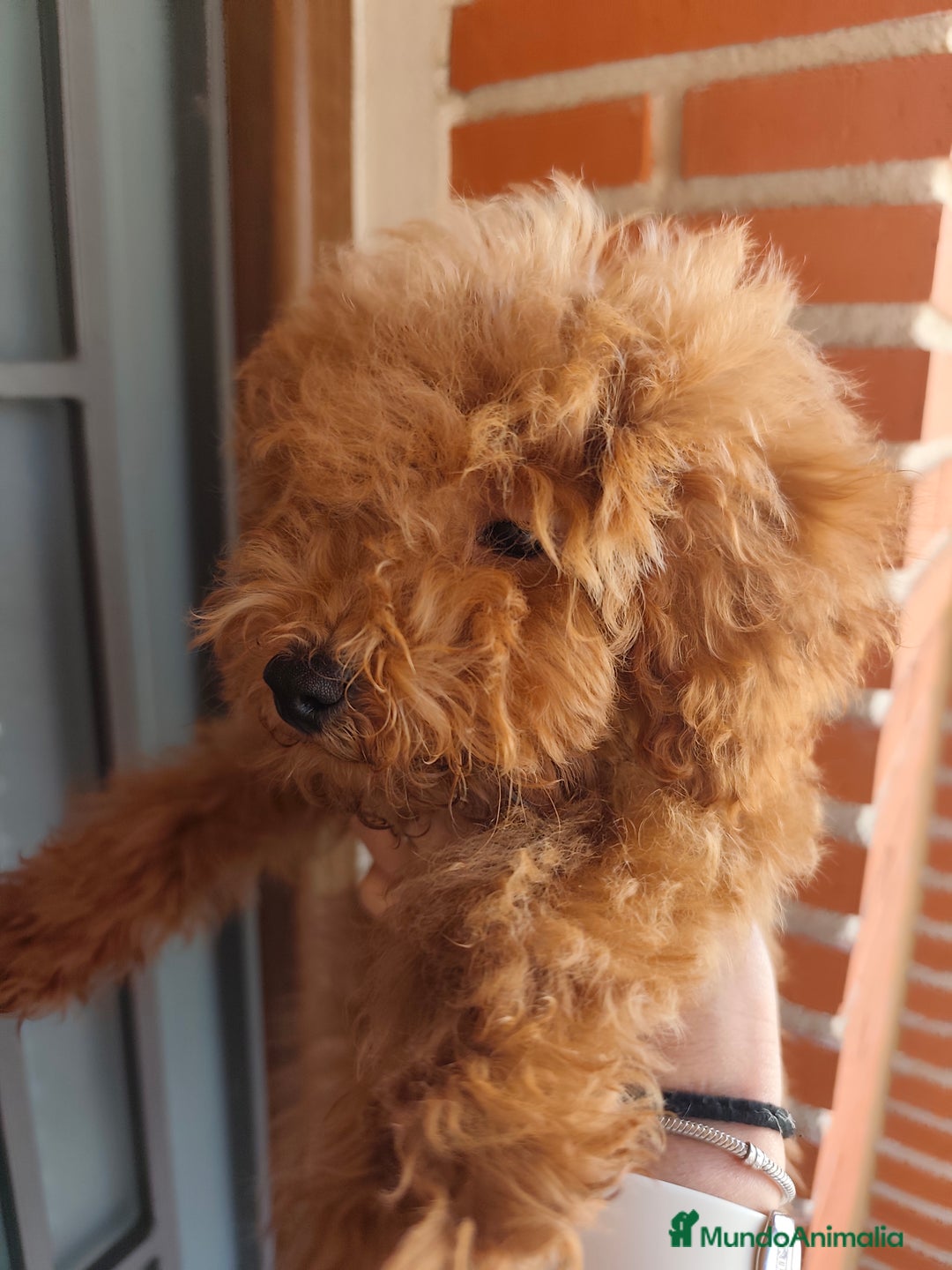 Caniche Toy perros en venta: Benny de PraoToro  - Imagen 2