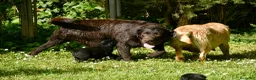 Labrador Retriever perros en venta: CACHORRA NEGRA LABRADOR RETRIEVER - Anuncio 5