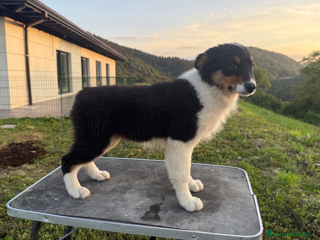 Pastor Australiano perros en venta: Preciosos cachorros de Pastor Australino  - Imagen 9