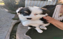 Border Collie perros en venta: BORDER COLLIE PURA RAZA  - Imagen 3