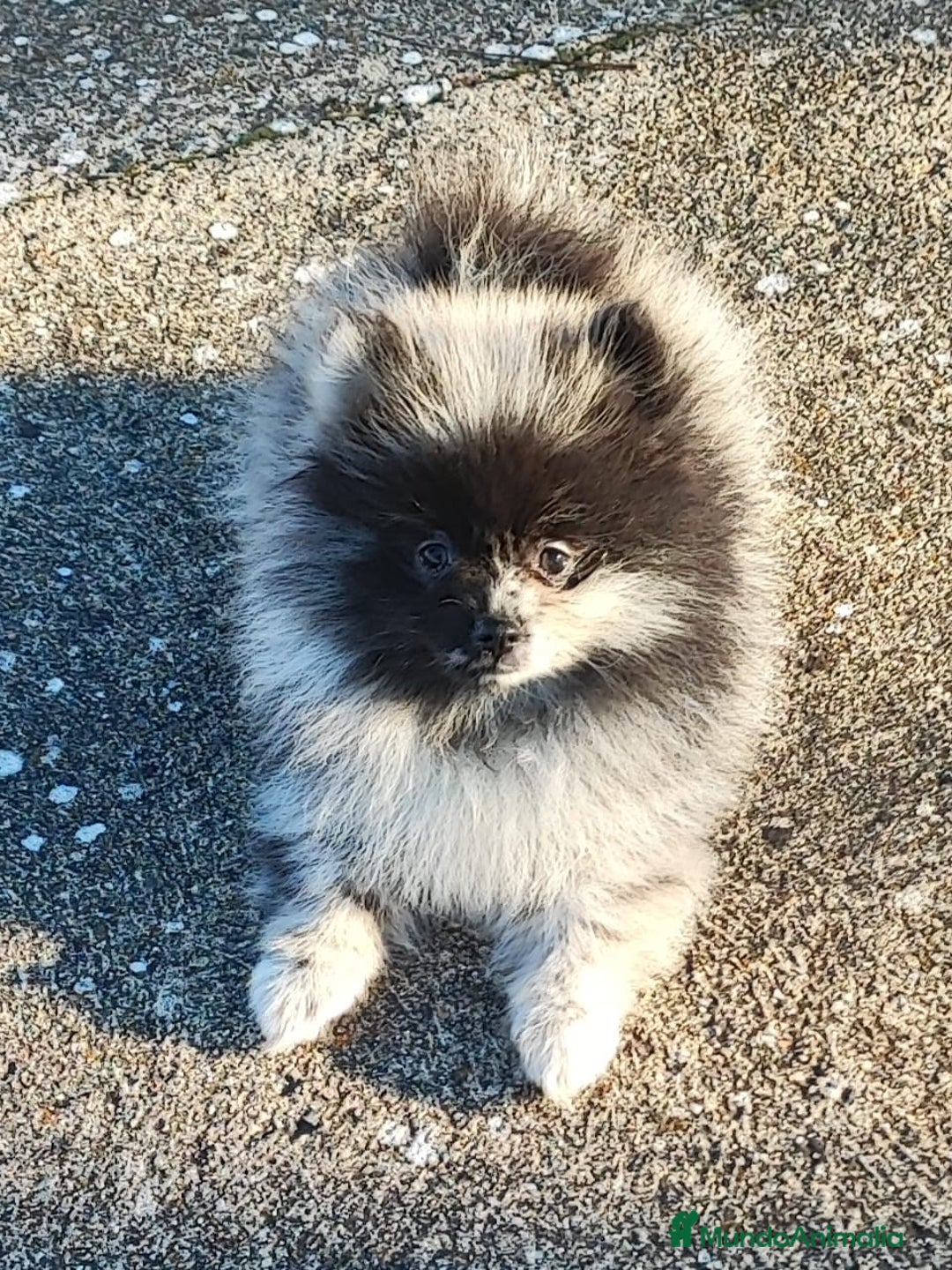 Pomerania perros en venta: Pomerania - Anuncio 1