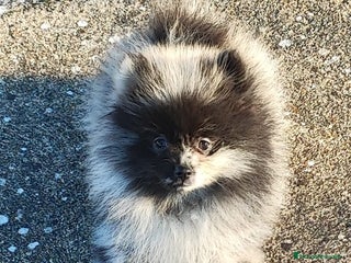 Pomerania perros Pomerania - Anuncio 1