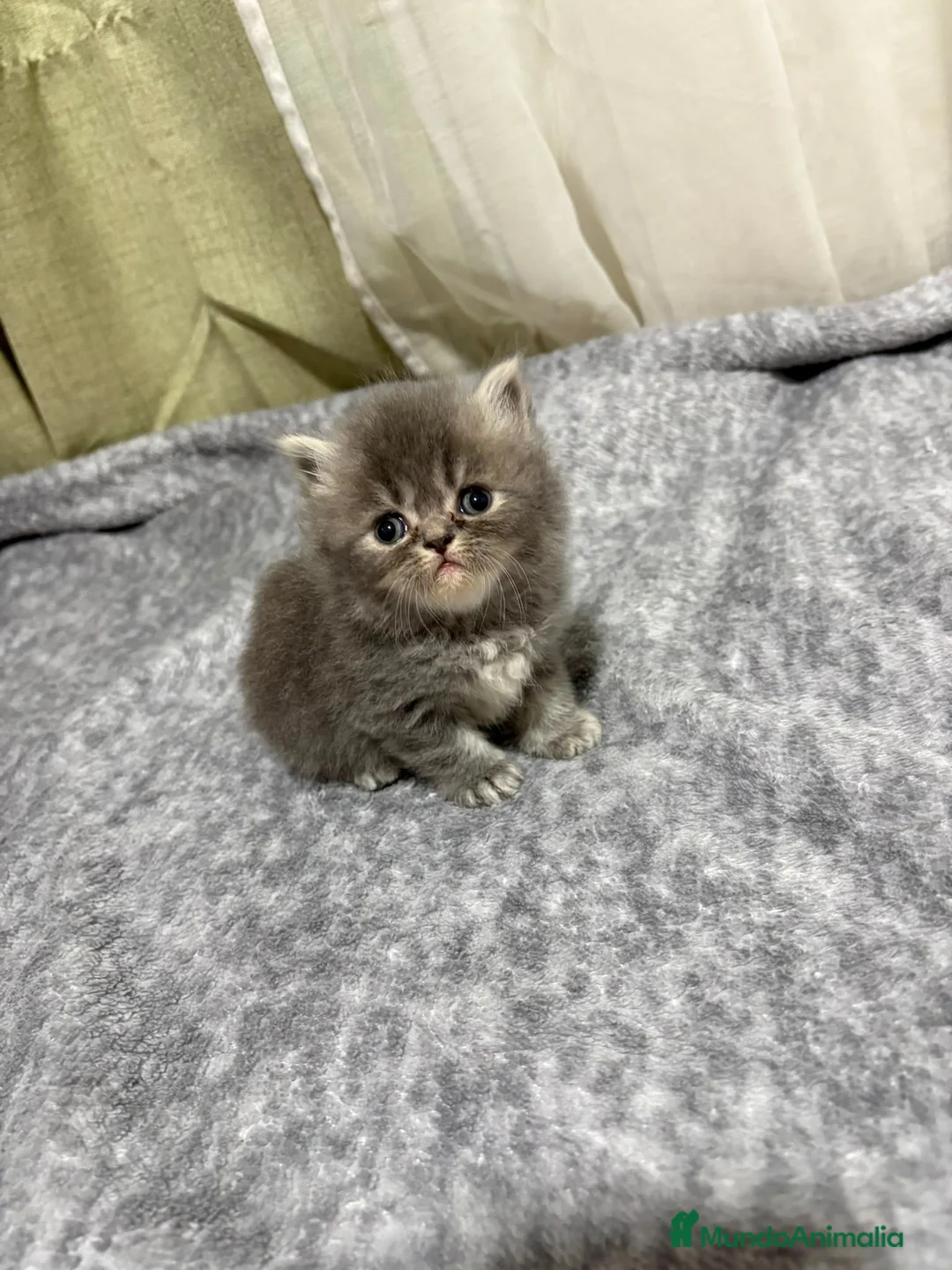 Persa gatos en venta: Gatos persas - Anuncio 2