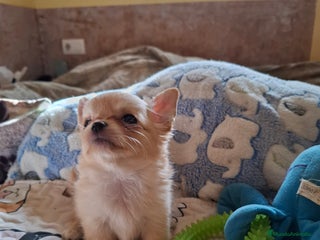 Chihuahua perros Espectacular chihuahua hembra de pelo largo. - Anuncio 1