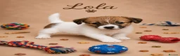 Jack Russell Terrier perros en venta: Jack russell terrier Llombay - Anuncio 1