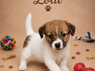Jack Russell Terrier perros Jack russell terrier Llombay - Anuncio 2