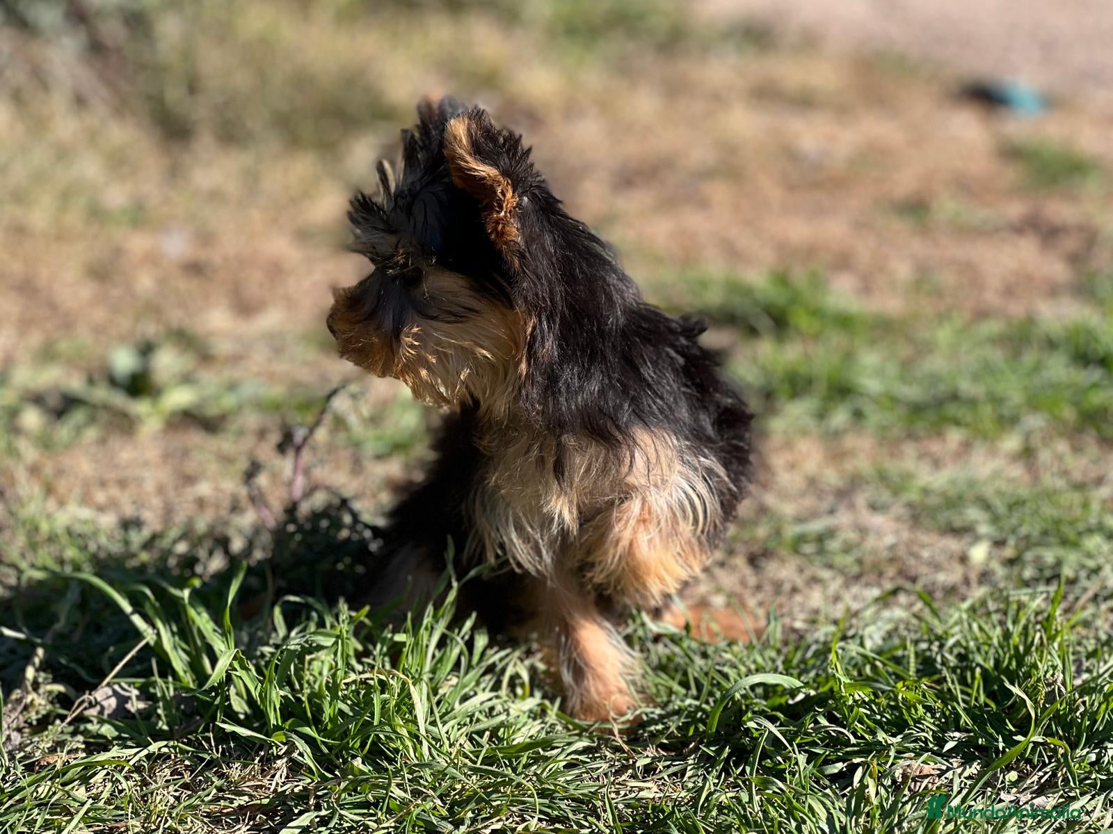 Yorkshire Terrier perros YORKSHIRE TOY MACHO DISPONIBLE! en Barcelona - Anuncio 2