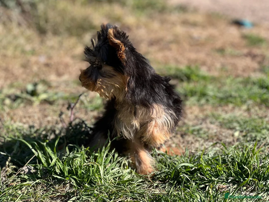 Yorkshire Terrier perros en venta: YORKSHIRE TOY MACHO DISPONIBLE! en Barcelona - Anuncio 2