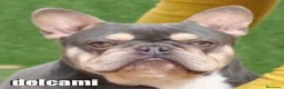 Bulldog Francés perros en venta: bulldog frances - Anuncio 3