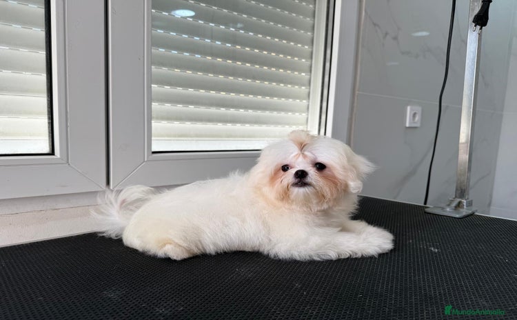 Bichón Maltés perros - Anuncio 2