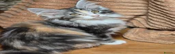 Bosque de Noruega gatos en venta: Bosques de Noruega  - Anuncio 9