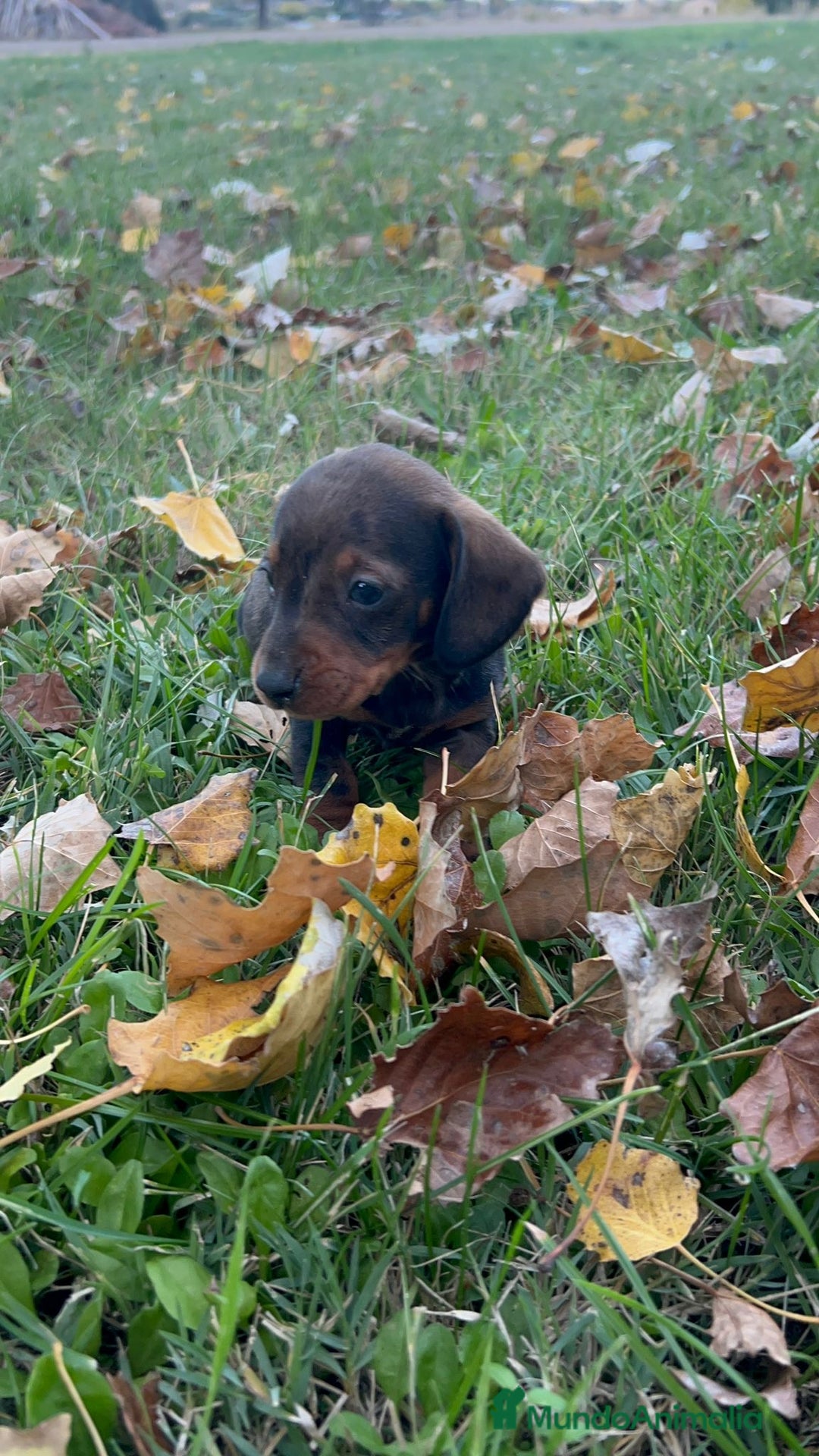 Teckel Miniatura perros en venta: Tecleo mini  - Anuncio 5