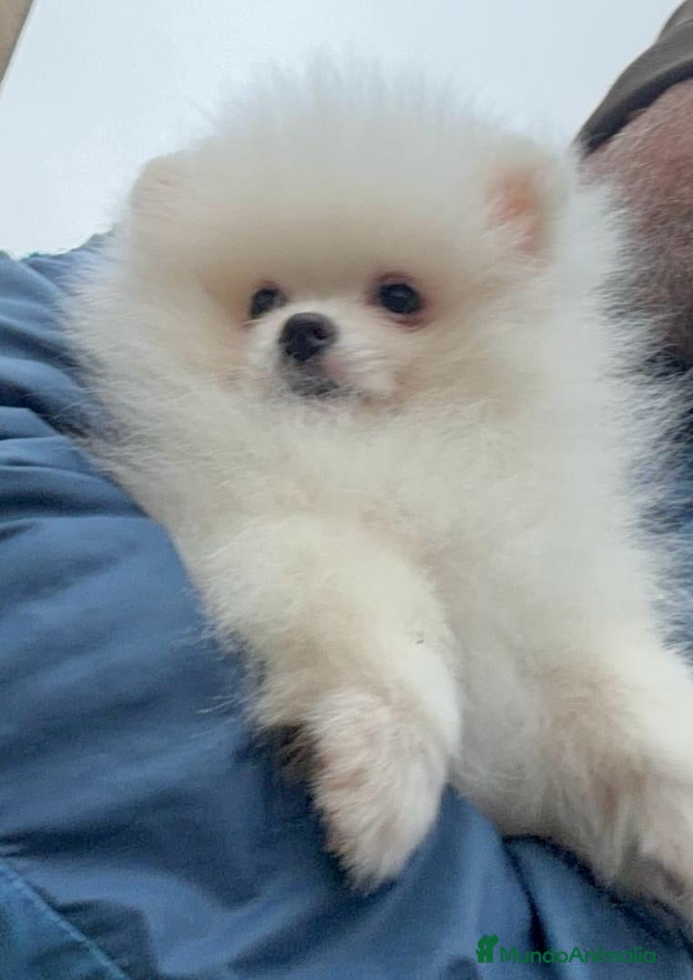 Pomerania perros Pomerania lulu de Pomerania Macho - Anuncio 1
