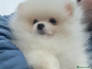 Pomerania perros Pomerania lulu de Pomerania Macho - Anuncio 1