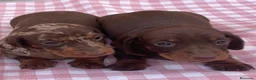 Teckel Miniatura perros en venta: Teckel miniatura y kaninchen - Anuncio 3
