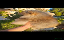 Pomerania perros en venta: Pomerania machito - Imagen 2