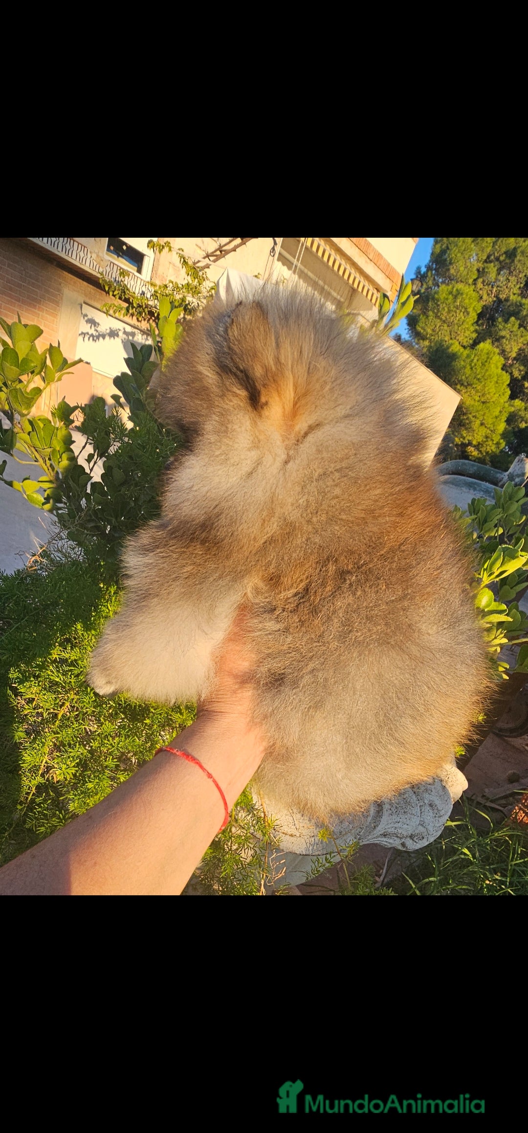 Pomerania perros en venta: Pomerania machito - Imagen 2