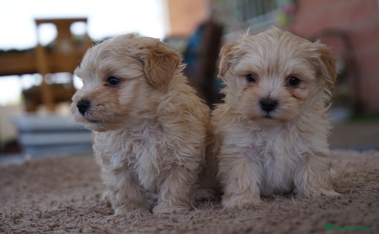 Maltipoo perros - Anuncio 2