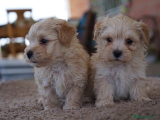 Maltipoo perros - Anuncio 5