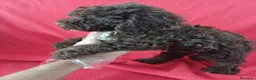 Perro de Agua Español perros en venta: Perro de Agua Español  - Anuncio 2