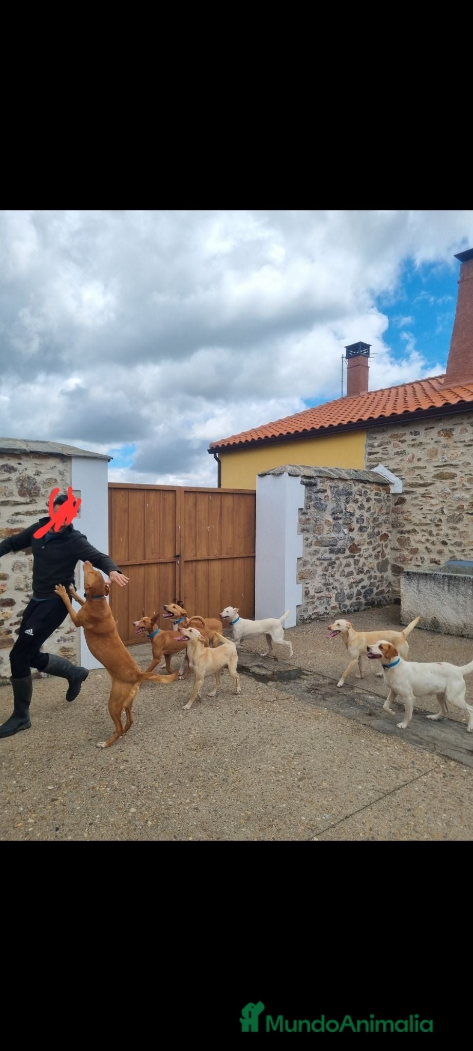 Podenco Andaluz perros Cachorros podenco andaluz puro - Anuncio 39
