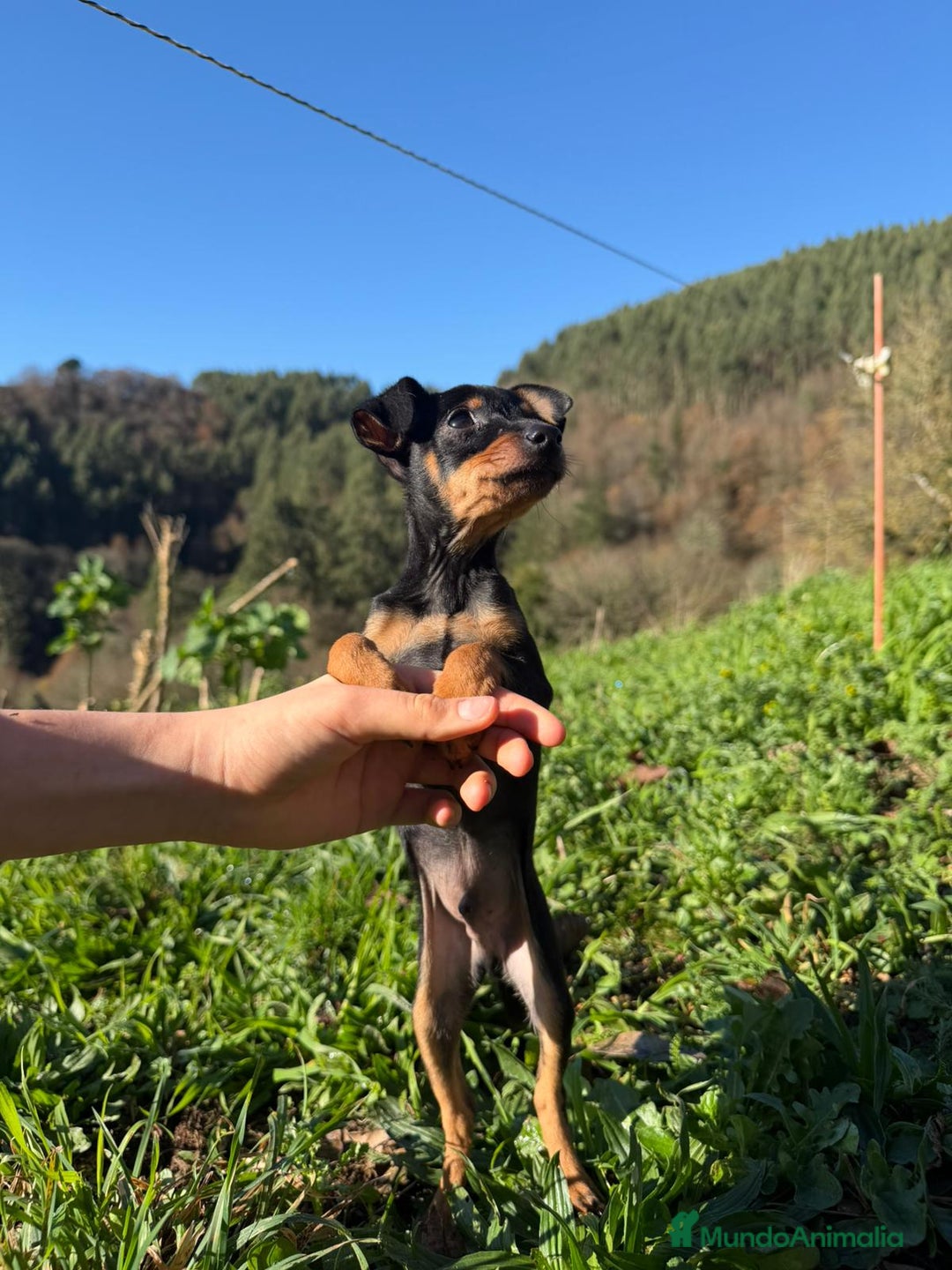 Pinscher Miniatura perros en venta: Cachorros Mini Pincher - Anuncio 3