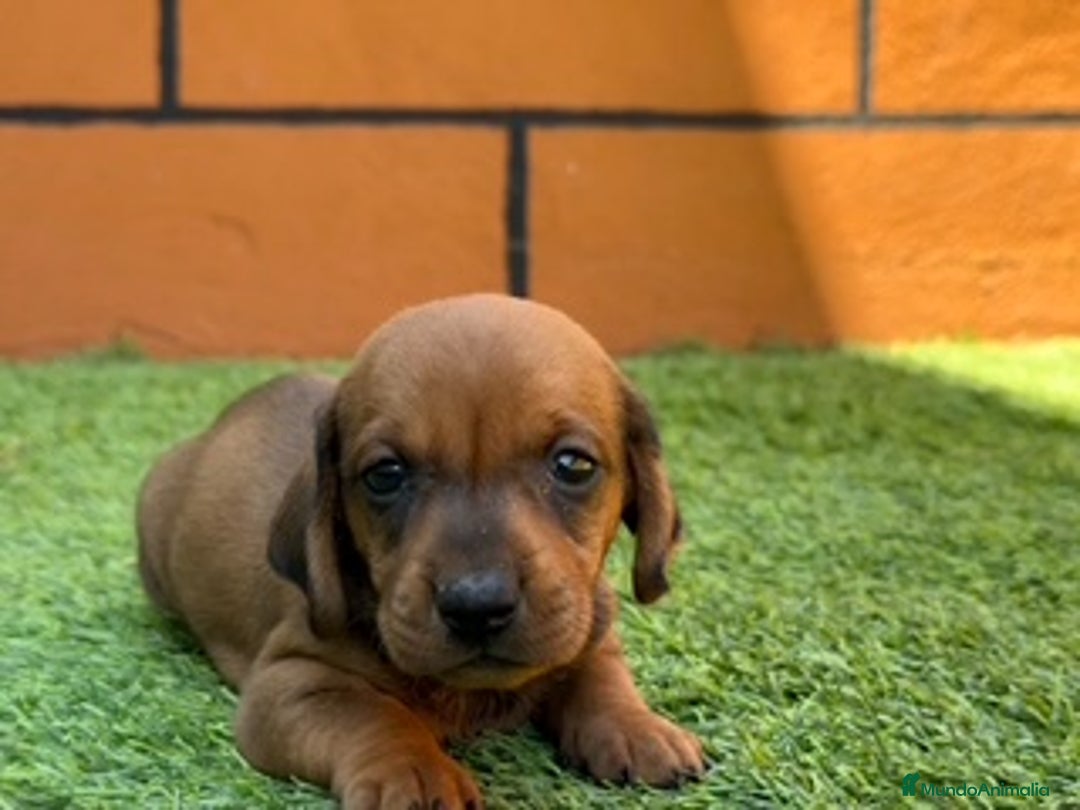 Teckel perros en venta: TECKEL ROJOS - Imagen 1