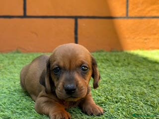 Teckel perros TECKEL ROJOS - Anuncio 42