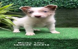 Border Collie perros en venta: BORDER COLLIE color lilac - Imagen 5