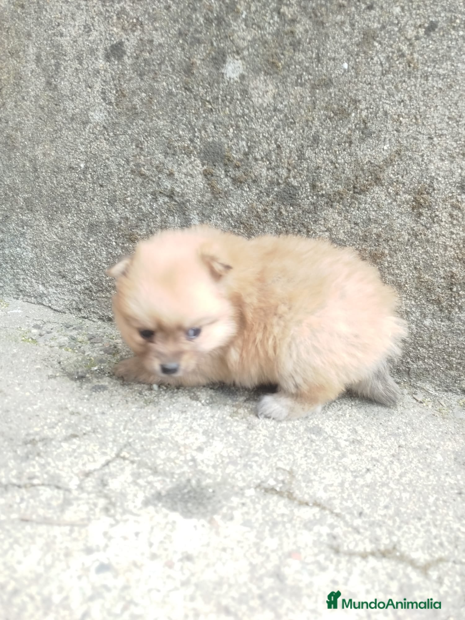 Pomerania perros POMERANIA CARITA DE OSO 🐻 - Anuncio 1
