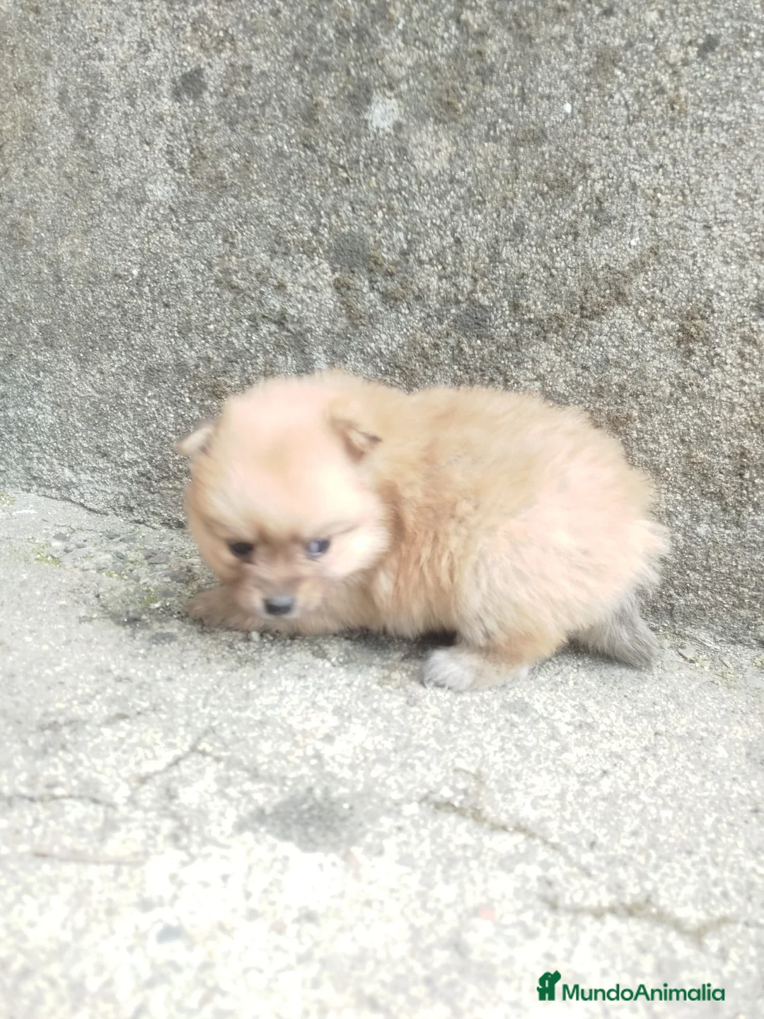 Pomerania perros en venta: POMERANIA CARITA DE OSO 🐻 en Madrid - Anuncio 1