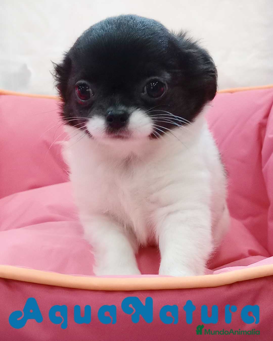 Chihuahua perros en venta: Chihuahua Hembra de Pelo Largo 6583 - AQUANATURA en Barcelona - Imagen 5