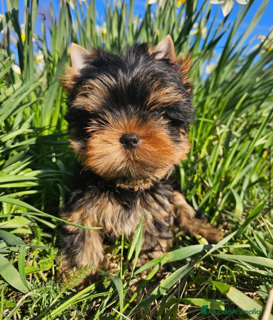 Yorkshire Terrier perros en venta: maravilloso Yorkshire Terrier  - Anuncio 4