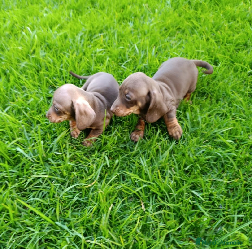 Teckel Miniatura perros Teckels Mini Diferentes Colores Desde - Anuncio 19