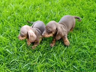 Teckel Miniatura perros Teckels Mini Diferentes Colores Desde - Anuncio 19