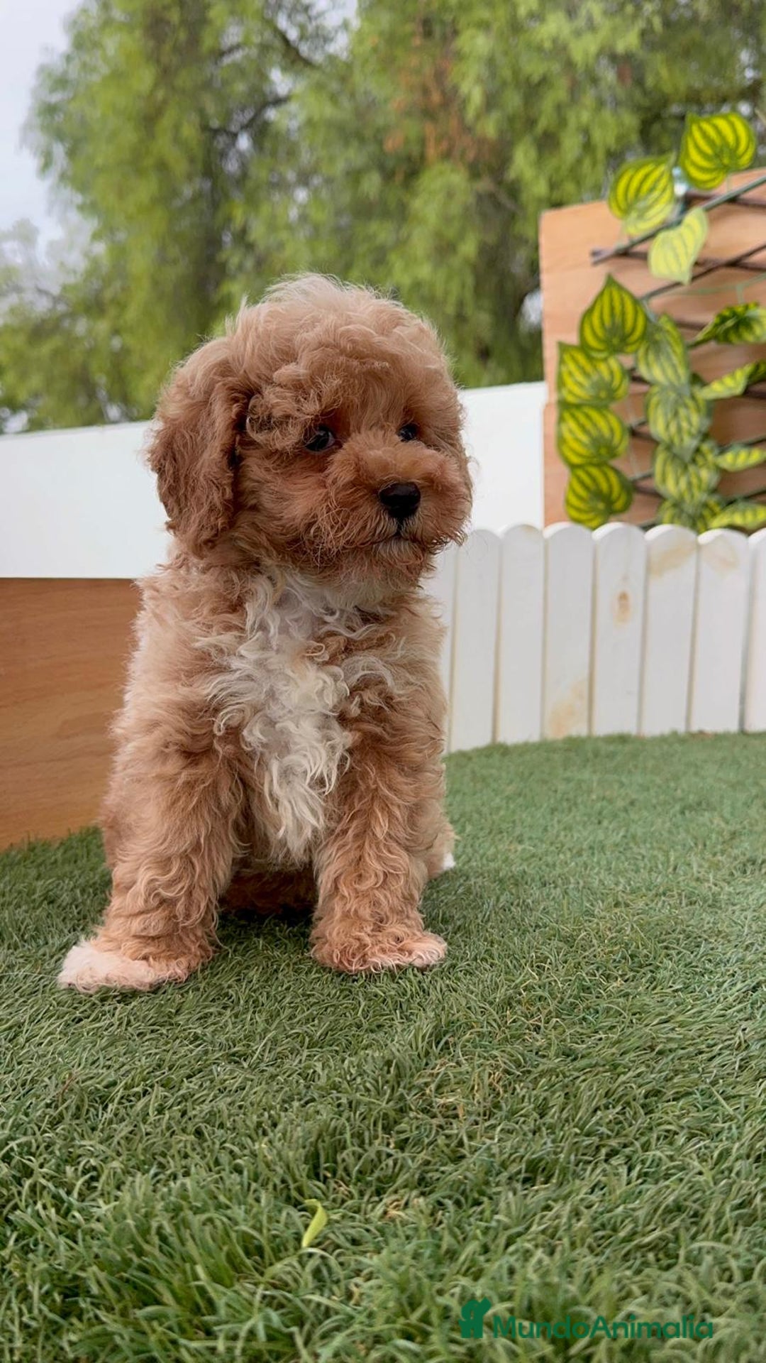 Raza Mixta perros en venta: CANICHE MACHO - Imagen 4