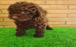 Caniche Enano perros en venta: Caniche - Imagen 3