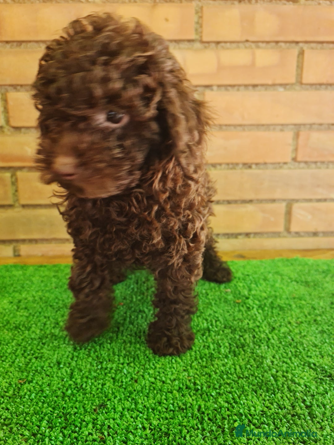 Caniche Enano perros en venta: Caniche - Imagen 3