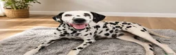 Dálmata perros en venta: DALMATA HEMBRA ADULTA - Anuncio 1