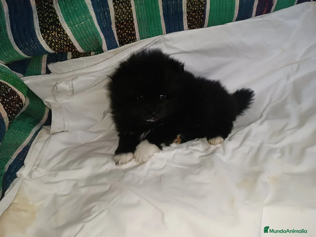 Pomerania perros en venta: HEMBRITA DE POMERANIA - Anuncio 3