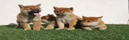 Shiba Inu perros en venta: Shiba inu del alto del pago en Madrid - Anuncio 4