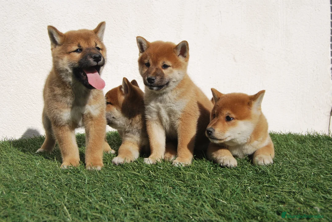 Shiba Inu perros en venta: Shiba inu del alto del pago en Madrid - Anuncio 4