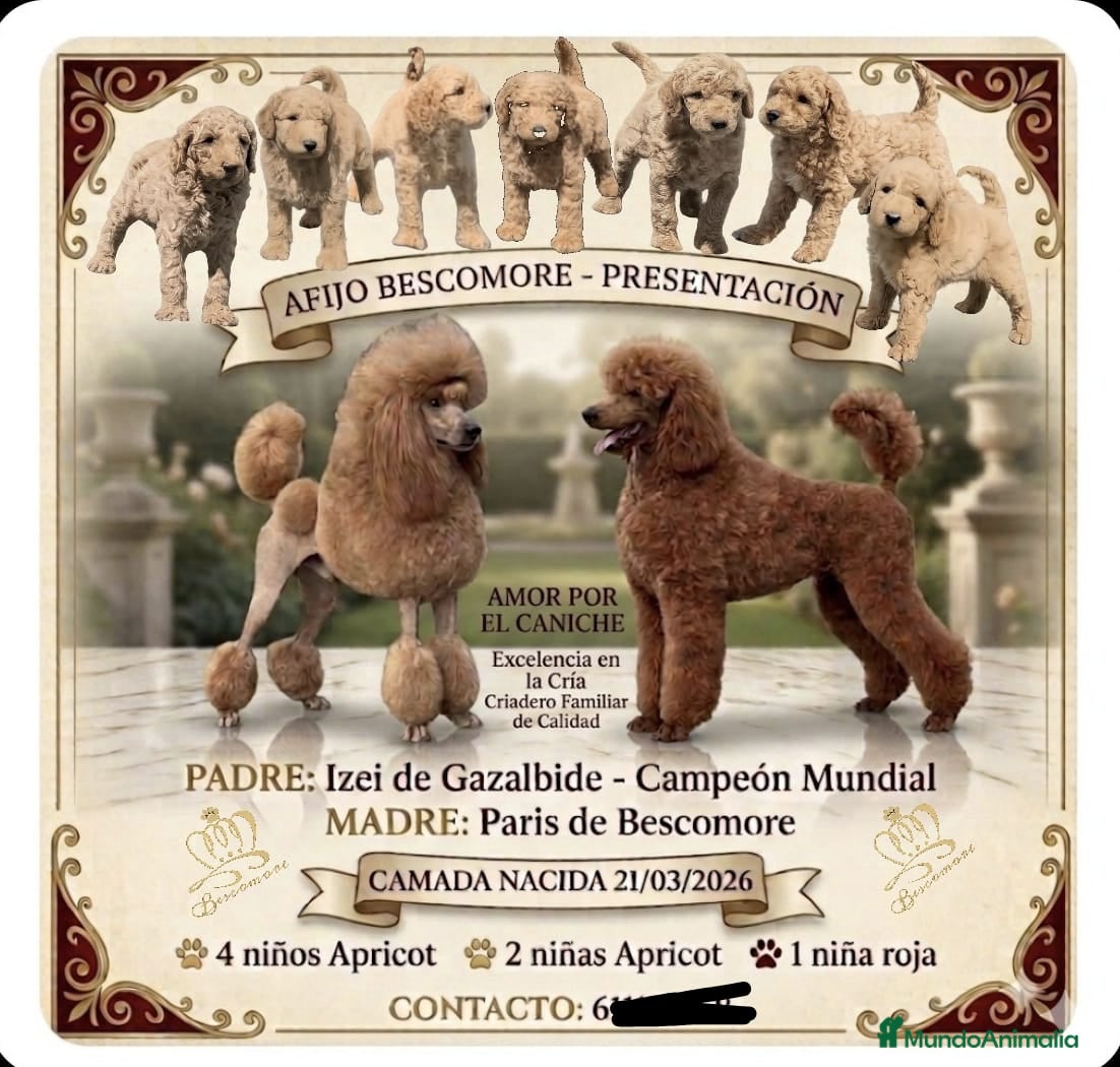 Caniche Gigante perros Caniches gigantes  - Anuncio 1