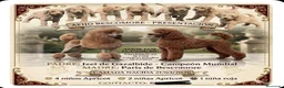 Caniche Gigante perros en venta: Caniches gigantes  - Anuncio 1